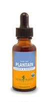 Plantain Extract